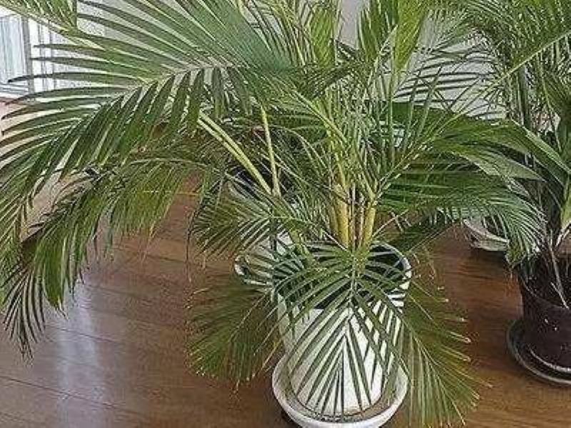 凤尾竹叶子发黄怎么办「凤尾竹叶子发黄怎么办-」