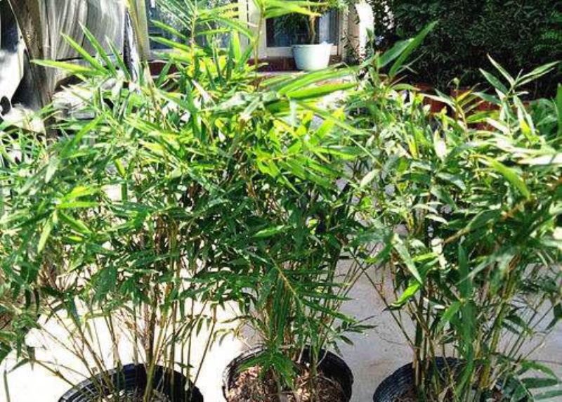 凤尾竹怎么样长得快「凤尾竹怎么样长得快一点」