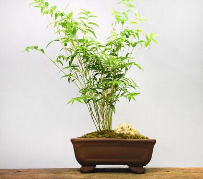 凤尾竹怎么样长得快「凤尾竹怎么样长得快一点」