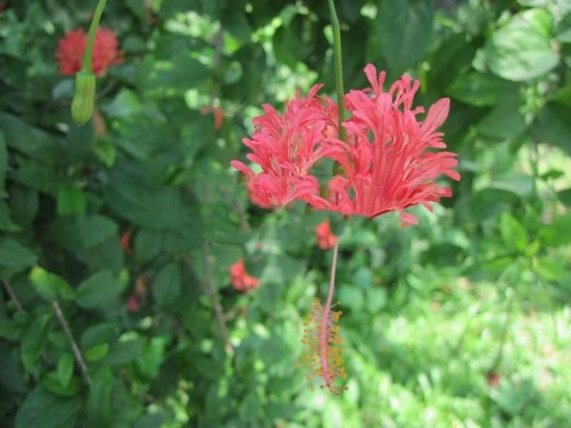 凤尾花的种植方法和技术「凤尾花的种植方法和技术视频」