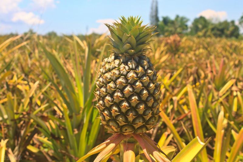 凤梨怎么种才能结果「凤梨要种多久才能结果」