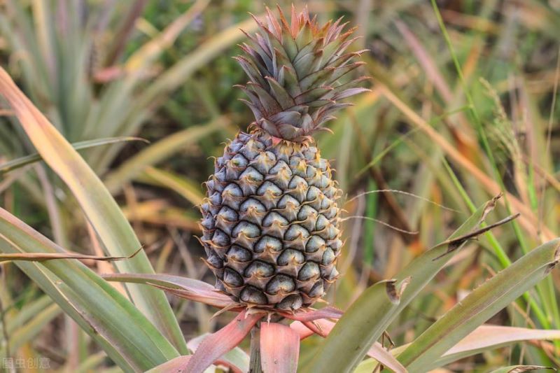 凤梨怎么种才能结果「凤梨要种多久才能结果」