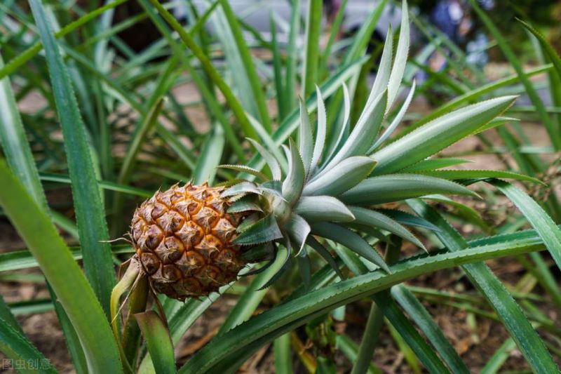 凤梨怎么种才能结果「凤梨要种多久才能结果」