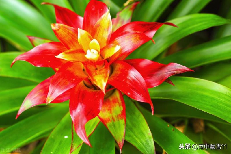 凤梨花怎么养殖「凤梨花怎么养殖方法」_2