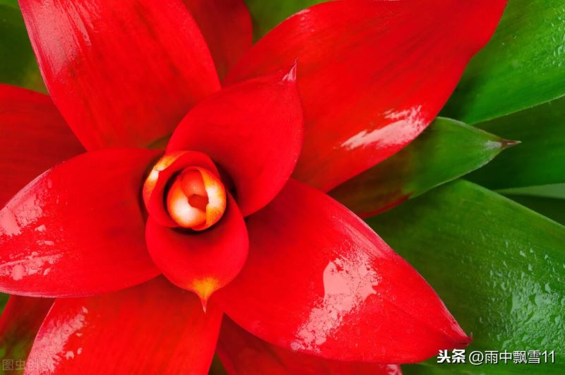 凤梨花怎么养殖「凤梨花怎么养殖方法」_2
