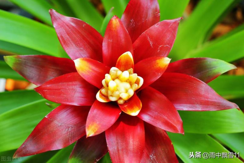 凤梨花怎么养殖「凤梨花怎么养殖方法」_2