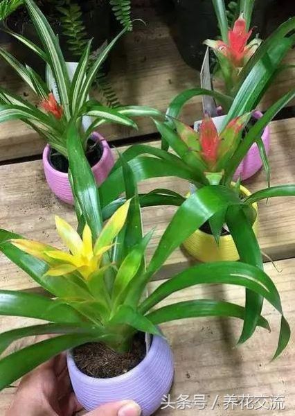凤梨花苗怎么养「凤梨花苗怎么养护」