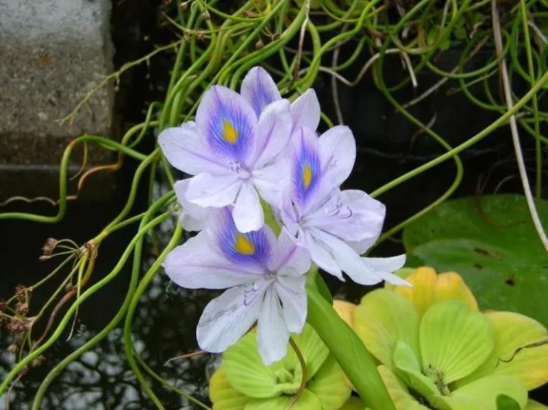 凤眼莲的花语是什么？「凤眼莲的寓意」