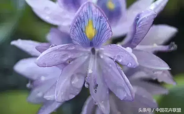 凤眼莲花期多久时间「凤眼莲花期多久时间开花」