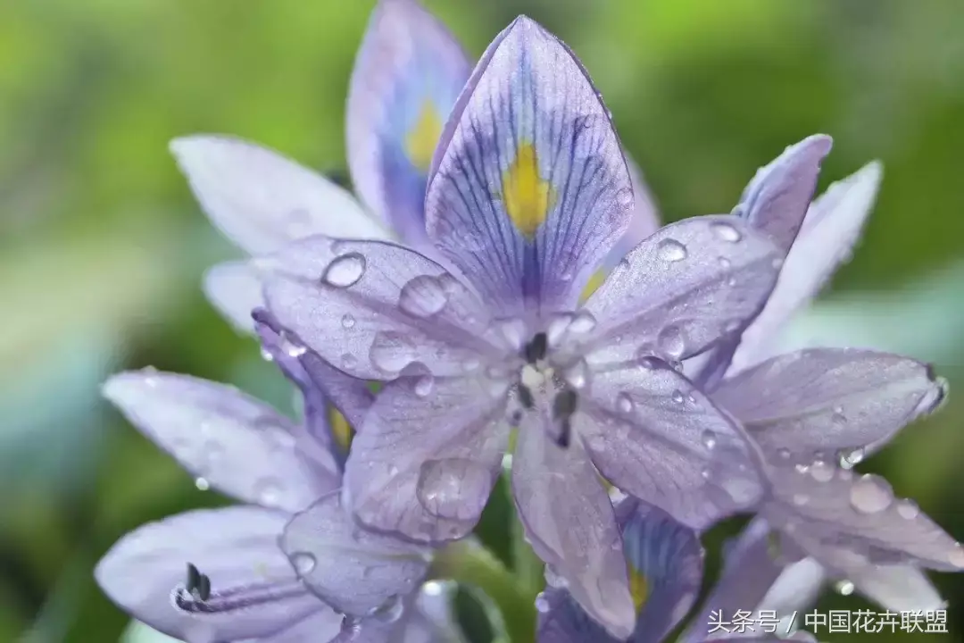 凤眼莲花期多久时间「凤眼莲花期多久时间开花」