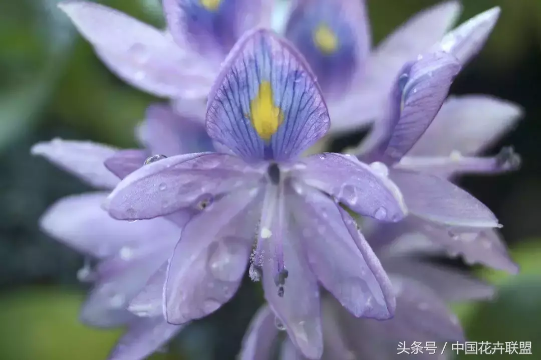 凤眼莲花期多久时间「凤眼莲花期多久时间开花」