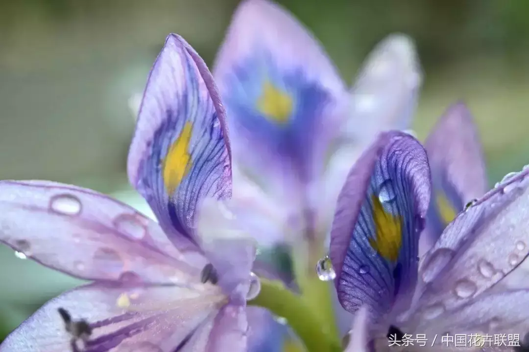 凤眼莲花期多久时间「凤眼莲花期多久时间开花」