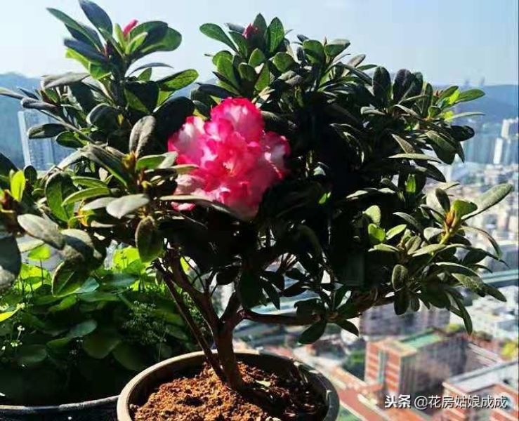 刚买回来的杜鹃花怎么养呢「刚买回来的杜鹃花怎么养呢视频」