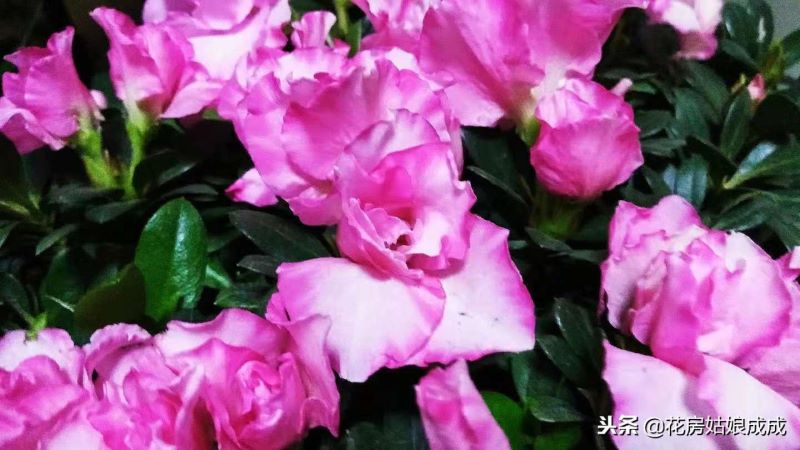 刚买回来的杜鹃花怎么养呢「刚买回来的杜鹃花怎么养呢视频」