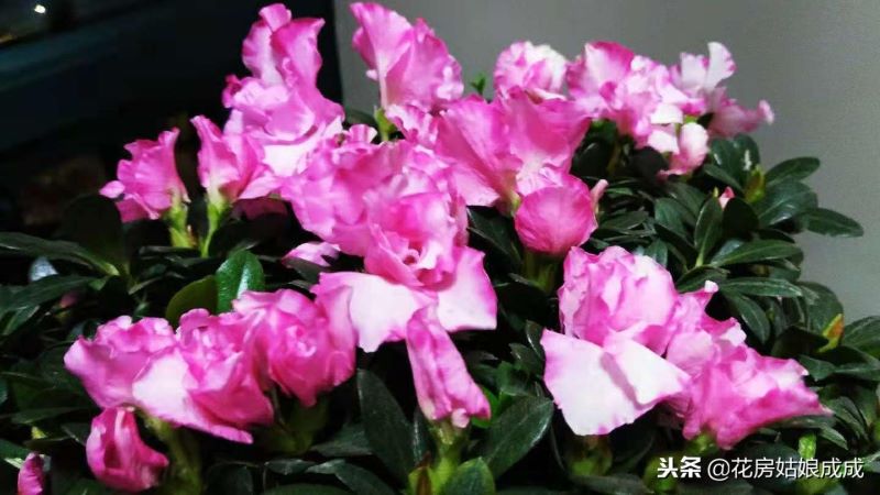 刚买回来的杜鹃花怎么养呢「刚买回来的杜鹃花怎么养呢视频」