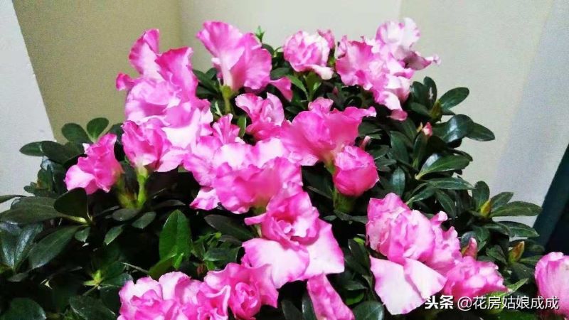 刚买回来的杜鹃花怎么养呢「刚买回来的杜鹃花怎么养呢视频」