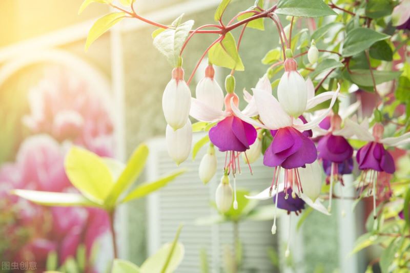 刚买回来的灯笼花怎么养「刚买回来的灯笼花怎么养护」