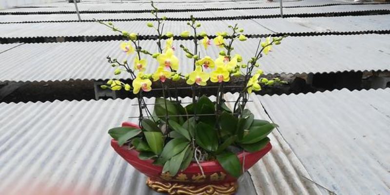 刚买回来的蝴蝶兰怎么浇水「刚买回来的蝴蝶兰怎么浇水呢」
