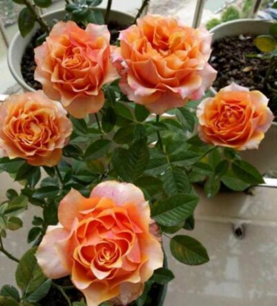 刚买的月季花怎么种「刚买的月季花怎么种植」