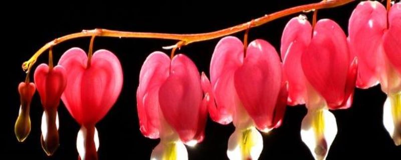 刚买的灯笼花怎么养「刚买的灯笼花怎么养护」