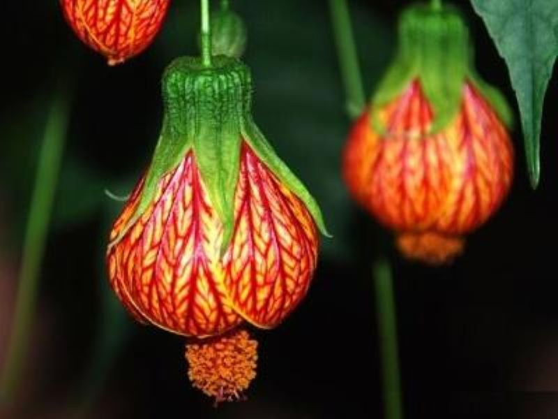 刚买的灯笼花怎么养「刚买的灯笼花怎么养护」