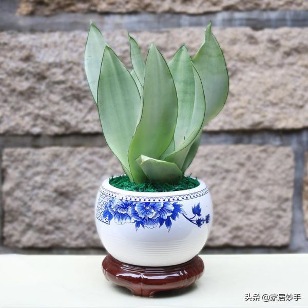 刚买的虎皮兰怎么栽种「刚买的虎皮兰怎么栽种视频」