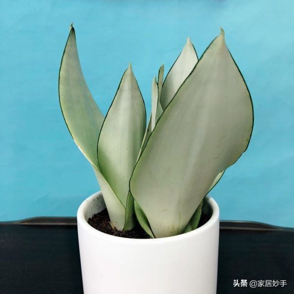 刚买的虎皮兰怎么栽种「刚买的虎皮兰怎么栽种视频」