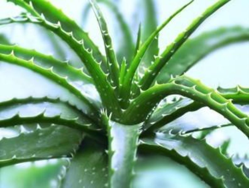 刚种植的芦荟要浇水吗「刚种植的芦荟要浇水吗视频」