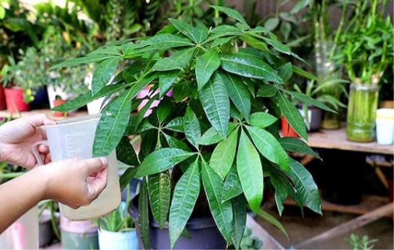 刚种的发财树怎么浇水「刚种的发财树怎么浇水-」