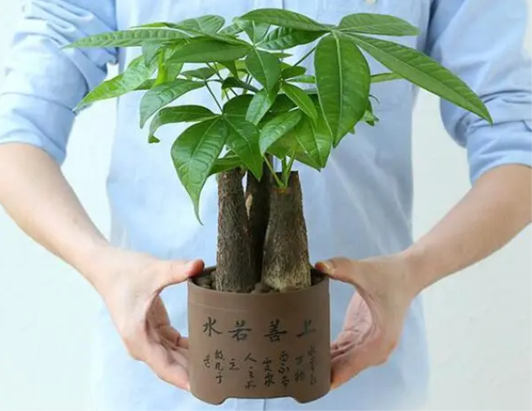 刚种的发财树怎么浇水「刚种的发财树怎么浇水-」