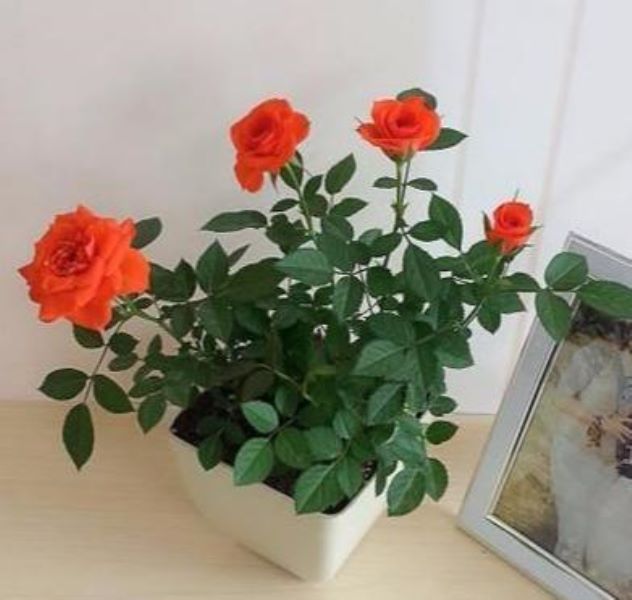 刚种的玫瑰花要怎么养「刚种的玫瑰怎么护理」