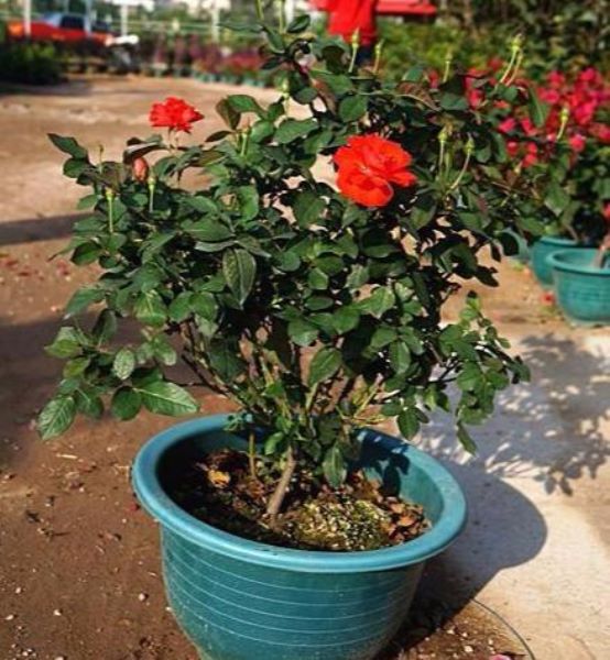 刚种的玫瑰花要怎么养「刚种的玫瑰怎么护理」