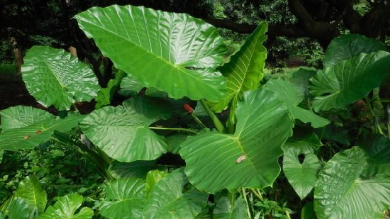 刚移栽的滴水观音怎么养护「刚移栽的滴水观音怎么养护好」