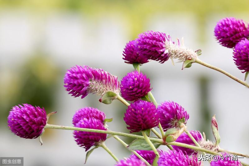 初秋开的花有哪些最常见「初秋开的花有哪些最常见的花」