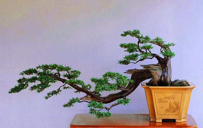 刺柏树怎么养才好「刺柏树怎么养才好活」