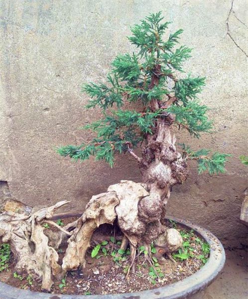刺柏盆景怎么养「刺柏盆景怎么养护」