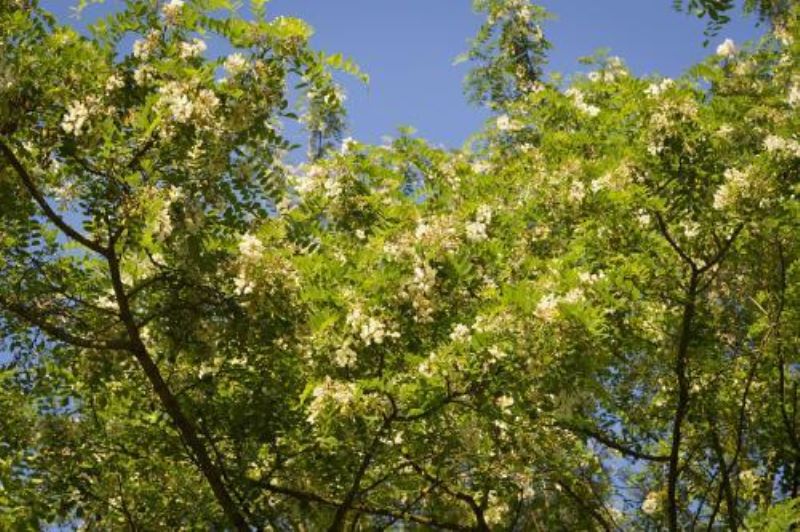 刺槐树什么时候种植最好「刺槐树什么时候种植最好活」