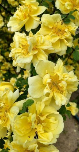 刺玫花家里养好不好「刺玫花家里养好不好在家里怎么摆放」