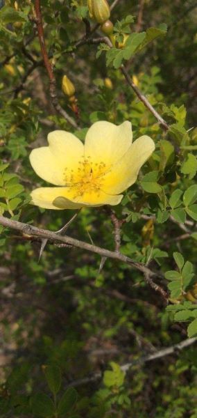 刺玫花家里养好不好「刺玫花家里养好不好在家里怎么摆放」