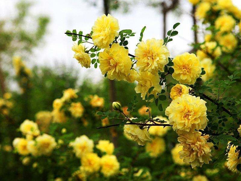 刺玫花家里养好不好「刺玫花家里养好不好在家里怎么摆放」
