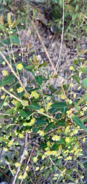 刺玫花家里养好不好「刺玫花家里养好不好在家里怎么摆放」