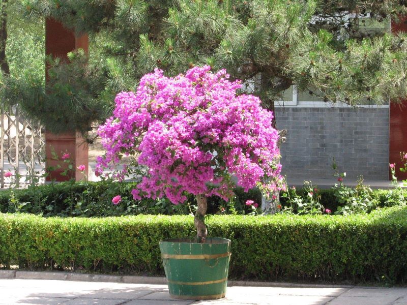 刺玫花家里养好不好「刺玫花家里养好不好在家里怎么摆放」
