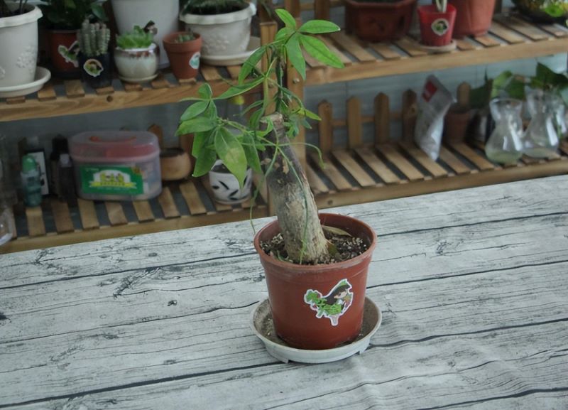 办公室绿植种类有哪些「办公室绿植种类有哪些图片」