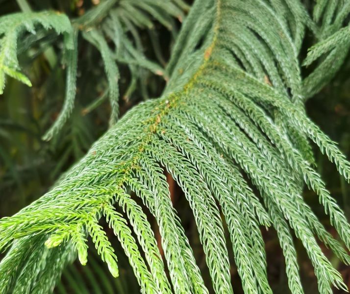 办公室绿植种类有哪些「办公室绿植种类有哪些图片」
