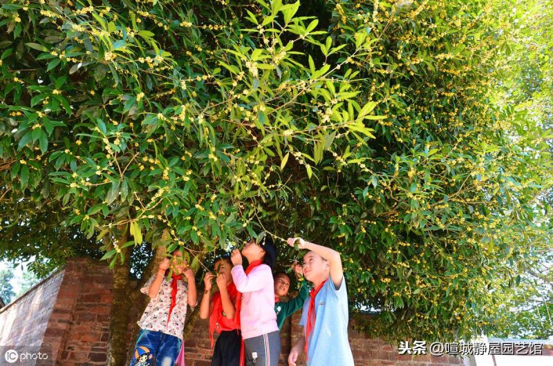 北方桂花怎么养殖「北方桂花怎么养殖方法」
