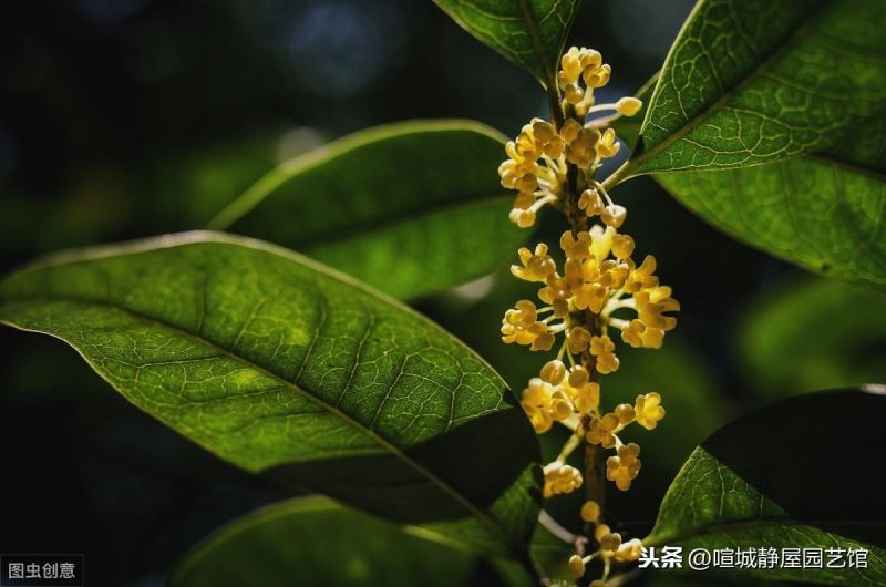 北方桂花怎么养殖「北方桂花怎么养殖方法」