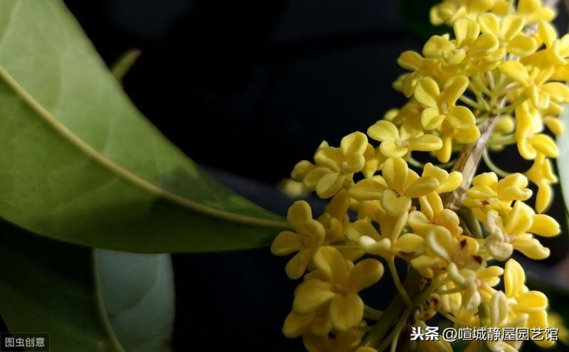北方桂花怎么养殖「北方桂花怎么养殖方法」