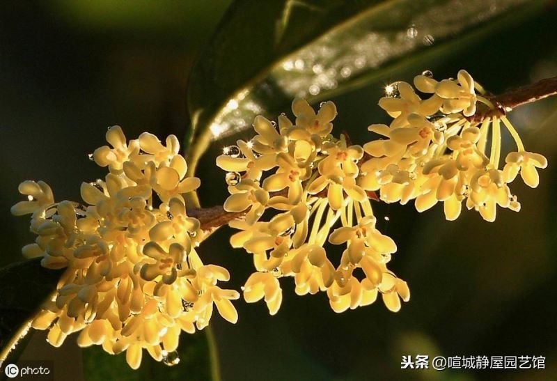 北方桂花怎么养殖「北方桂花怎么养殖方法」