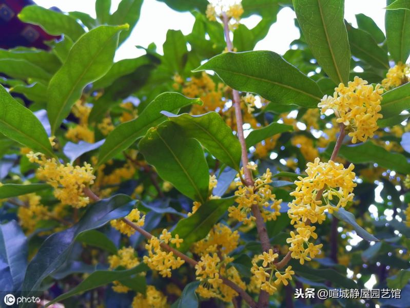 北方桂花怎么养殖「北方桂花怎么养殖方法」
