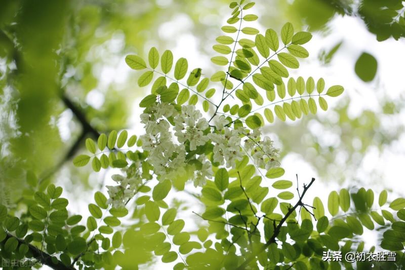 北方槐树什么时候开花「北方槐树什么时候开花结果」